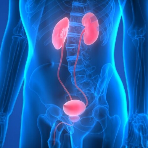 Vorsorgeuntersuchung - Urologische Gemeinschaftspraxis München - Hadern - Dr. med. Höppner